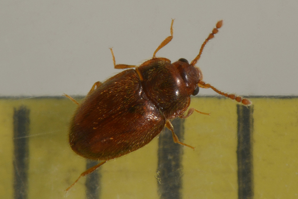 Endomychidae: Symbiotes gibberosus
